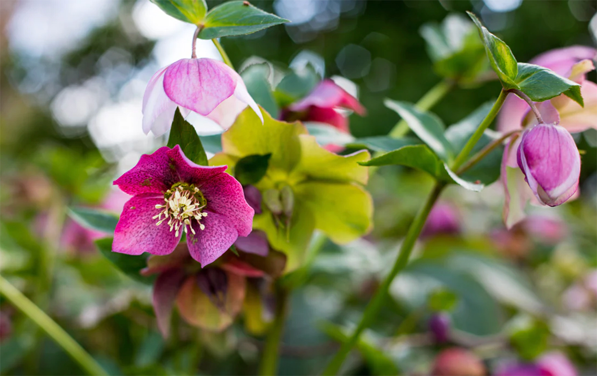 Close-up of pink and green hellebore flowers with green leaves in a garden setting, showcasing one of the best plants for shady areas.