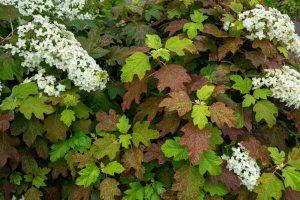 A lush display of oakleaf hydrangeas, one of the top indoor plants, with white blossoms and variegated green and bronze leaves. Hydrangea quercifolia ‘Oakleaf’