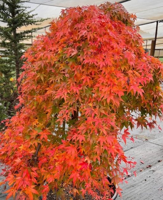 A Acer 'Nishiki Fountain' Japanese Maple 110L with vibrant red and orange leaves set against a neutral outdoor backdrop.