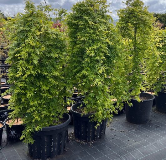 Three Acer 'Nishiki Fountain' Japanese Maple trees in 110L pots showcase their green foliage on a black mat in an outdoor nursery under a cloudy sky.