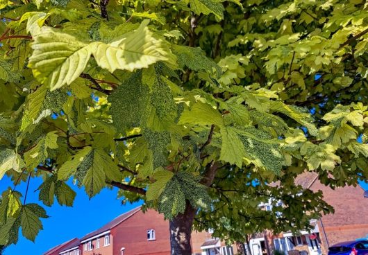 A tree with green leaves under bright sunlight, like an Acer 'Ellen' Japanese Maple 90L, stands gracefully with houses and a blue sky in the background.