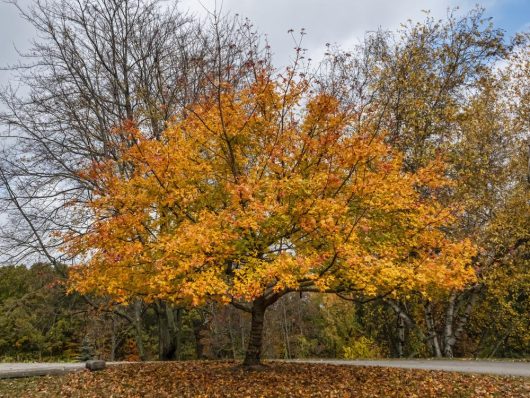 A stunning Acer 'Ellen' Japanese Maple 90L with bright yellow and orange leaves stands in a park during autumn, set against a backdrop of leafless and semi-leafed trees under a cloudy sky.