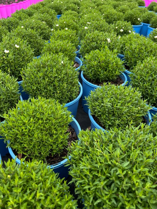 Rows of small green shrubs in blue pots, complemented by wisps of Arenaria 'Summer White' 8" Pot, are arranged beautifully in a garden center.