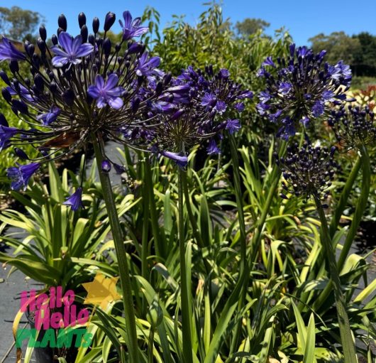 Purple Agapanthus 'Black Magic' flowers bloom with green foliage against a clear blue sky, featuring the "Hello Hello Plants" logo. The striking display includes selections like Black Magic, beautifully arranged in an 8" pot.