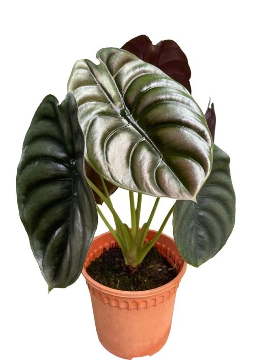 Potted Alocasia 'Dragon Scale' 5" Pot plant with large, glossy green leaves against a white background.