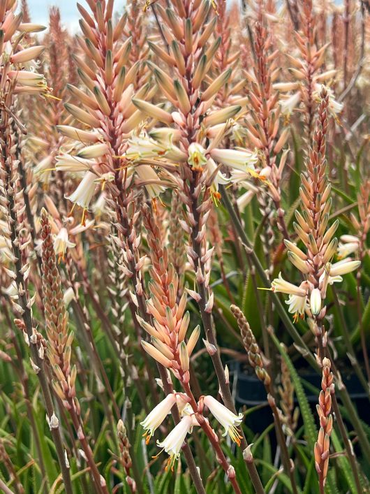 Close-up of a dense cluster of long, pinkish-orange Aloe 'Fairy Pink' PBR 2" Pot (Bulk Buy Tray of 35) flowers with slender petals and green foliage in the background. The flowers are vertical and have a slightly spiky appearance.