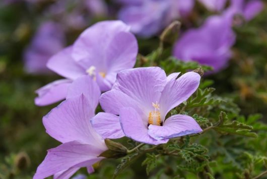 Alyogyne misty Native Hibiscus 6" Pot, features pale purple flowers with yellow centers against a green leafy background.