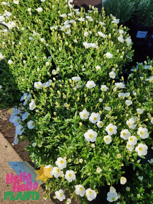 A dense cluster of small, white Arenaria 'Summer White' 8" Pot flowers in full bloom surrounded by green foliage. A colorful label reading "Hello Hello Plants" is partially visible in the lower-left corner.