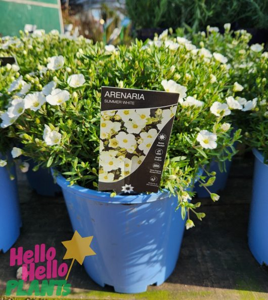 A blue pot of *Arenaria 'Summer White' 8" Pot* plants with blooming white flowers, labeled with a card. "Hello Hello Plants" logo is visible on the bottom left corner.
