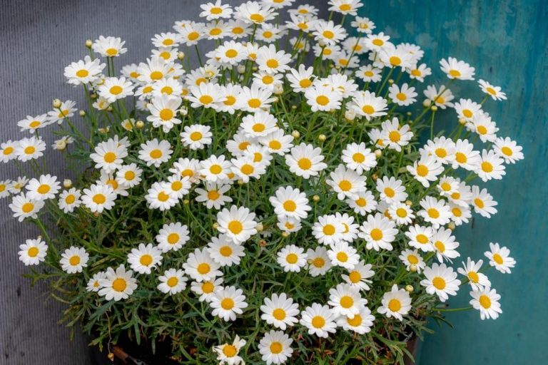 Argyranthemum Angelic™ Neptune Daisy 6 Pot Hello Hello Plants 3500