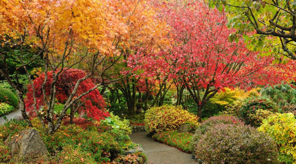 Lush garden path lined with vibrant, multicolored autumn foliage and top indoor plants under an overcast sky.