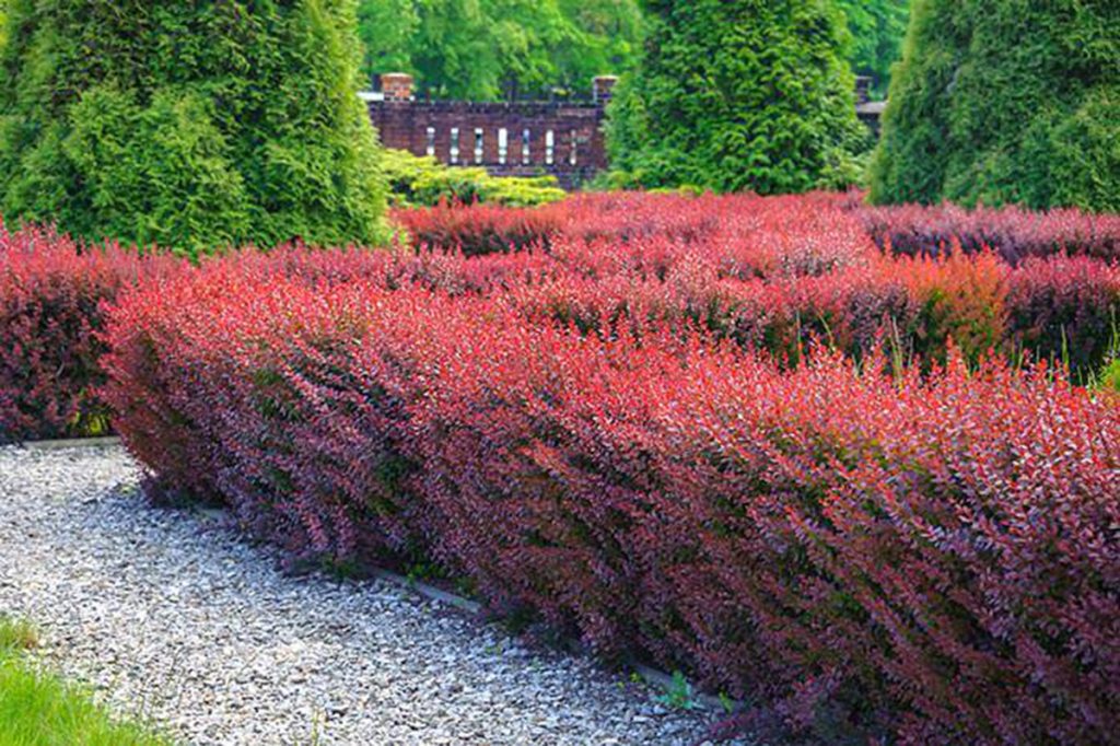 Vibrant red bushes line a neat garden path, surrounded by lush green trees and top indoor plants, complemented by a distant ornate brick fence. Berberis ‘Japanese Barberry’ Purple