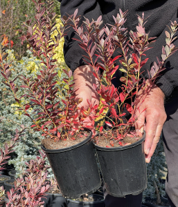 A person holding two pots of top indoor plants with red and green leaves in a garden center.