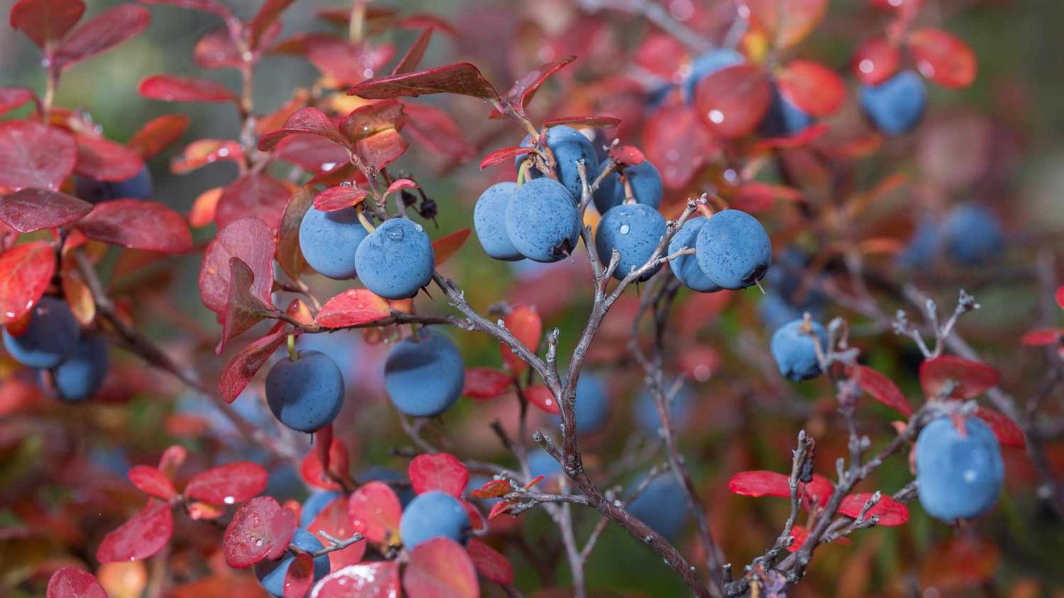Bush with clusters of blue berries and reddish leaves, showcasing vibrant autumn colours. Blueberry Bush