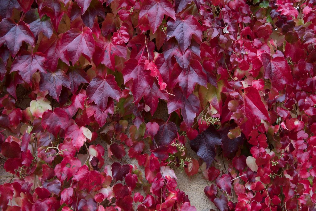 Dense ivy, one of the top indoor plants, with vibrant red and purple leaves covering a wall.