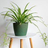 A green spider plant in a ribbed pot on a white round table with wooden legs.