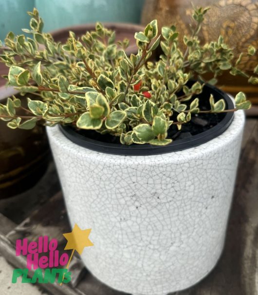 Variegated small Correa 'Gold Digger' 8" Pot plant displayed on an outdoor wooden surface, with a "hello hello plants" logo and a yellow star in