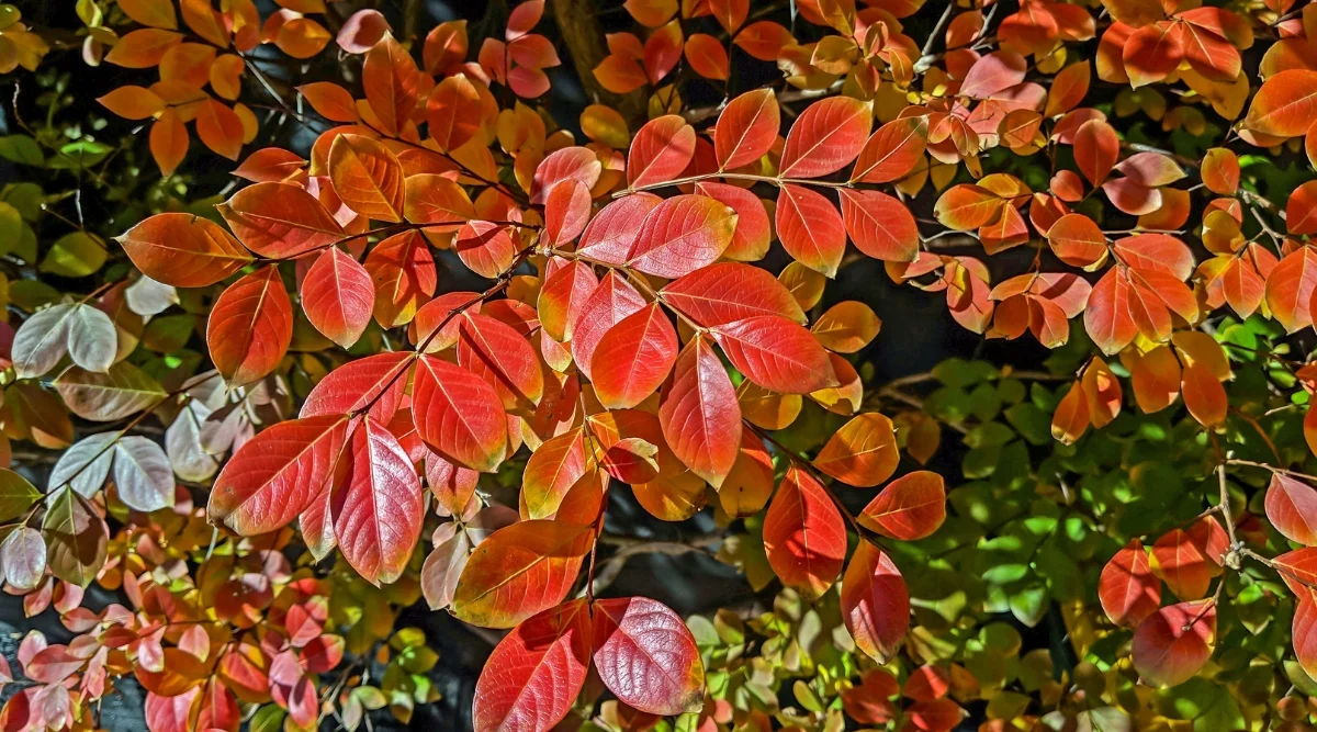 Close-up of a shrub with vibrant red and orange autumn leaves, set against a dark background, showcasing its appeal as one of the top indoor plants.