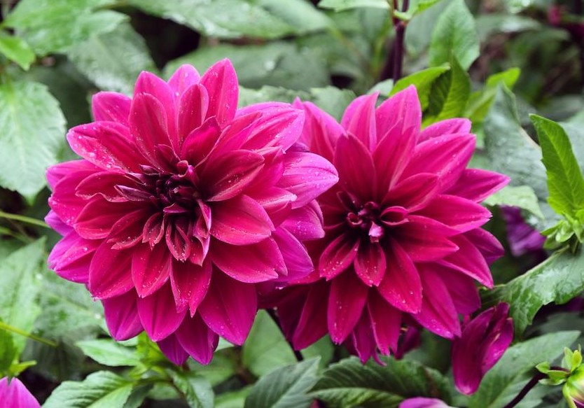 Dahlia Dalina® 'Cadena' 6