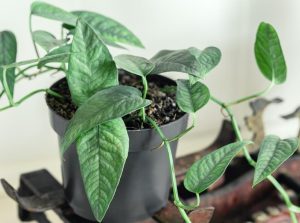 A potted alocasia plant with vibrant green leaves, sitting on an aged wooden stool.