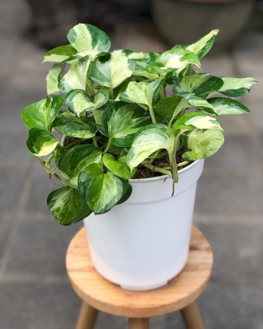 A vibrant pothos plant with variegated green and white leaves, displayed in a white pot on a wooden stool.