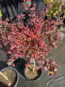 A potted plant, one of the top indoor plants, with vibrant red and purple leaves, positioned in front of a person wearing a black jacket and jeans, in a sunny outdoor setting. Prunus ‘Kojo No Mai’ Ornamental Cherry