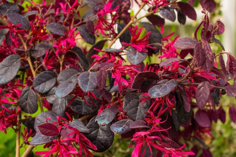 Loropetalum 'bobz Red' 7