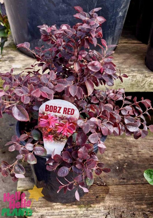 On the wooden surface sits a Loropetalum 'Bobz Red' in a 7" pot, its dark red leaves exuding the plant's unique charm.