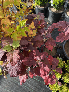 Top indoor plants with red and green leaves in pots at a nursery. Sunlight creates a dappled effect on the foliage.