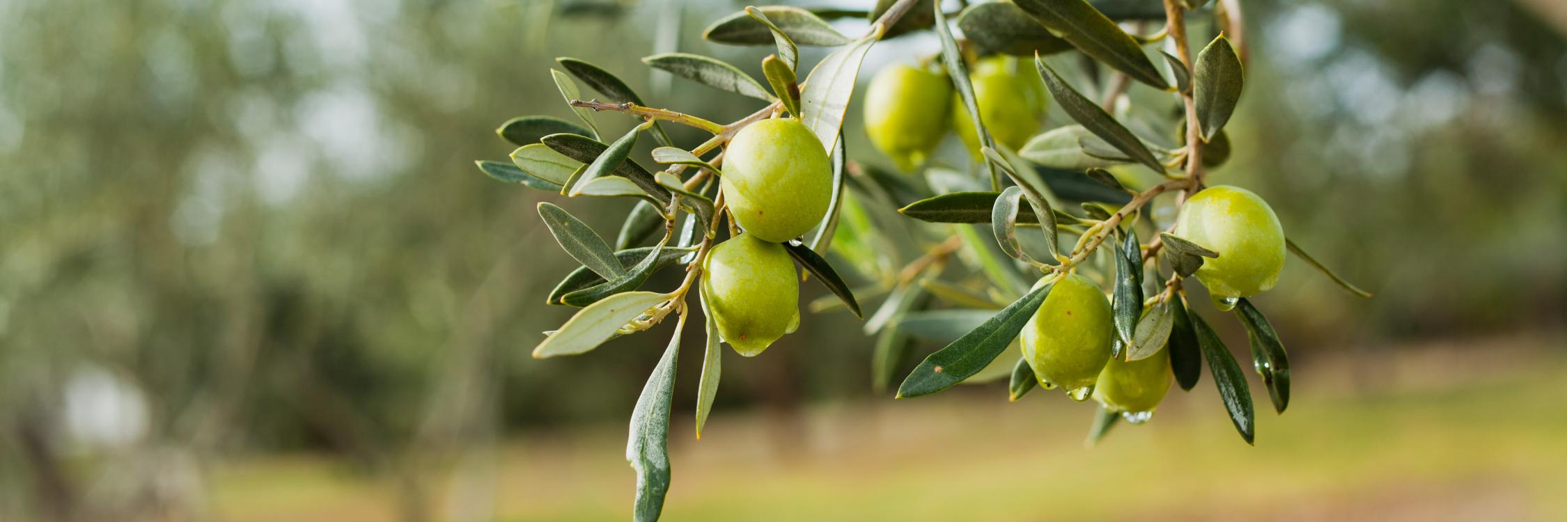 Green olives hanging from a branch with leaves, in a planting garden.