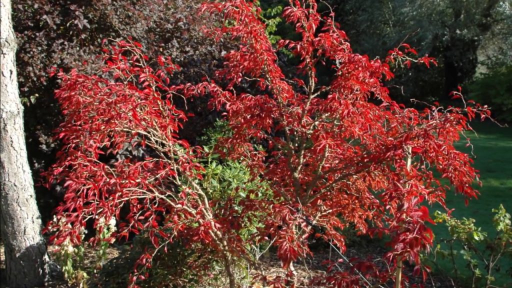 A vibrant red-leafed shrub, one of the top indoor plants, stands in the foreground of a lush garden, contrasting with the dark foliage behind it. Prunus ‘Kojo No Mai’ Ornamental Cherry