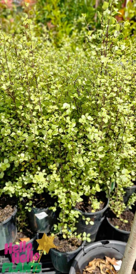 The Pittosporum 'Mighty Screen' 8" Pot, showcasing mighty potted plants with small green leaves, is displayed outdoors under sunlight, highlighting the vibrant elegance of a Pittosporum setting.