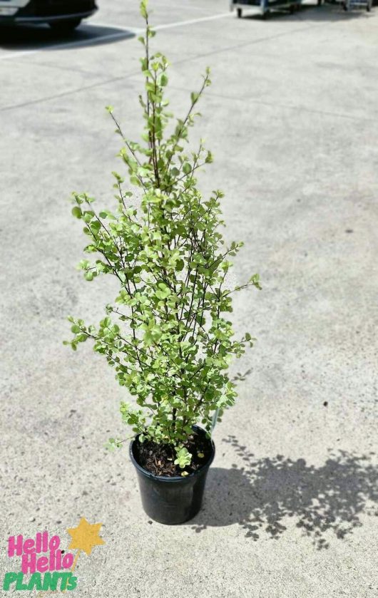 An 8" potted Pittosporum 'Mighty Screen' with light green leaves is elegantly positioned on a concrete surface. The "Hello Hello Plants" branding appears in the corner, contributing a touch of charm to this lush scene.