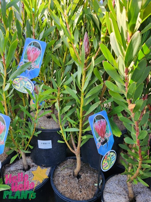 Potted plants with green leaves and budding flowers, labeled "Protea 'Clarks Red' 8" Pot." Tags include a picture of the Clarks Red Protea in bloom and a "Hello Hello Plants" logo.