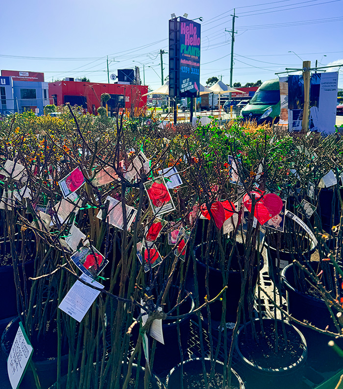 Bare rooted roses and potted plants with tags are displayed for sale in an outdoor area near a shop, with a signpost and parked vehicles in the background.