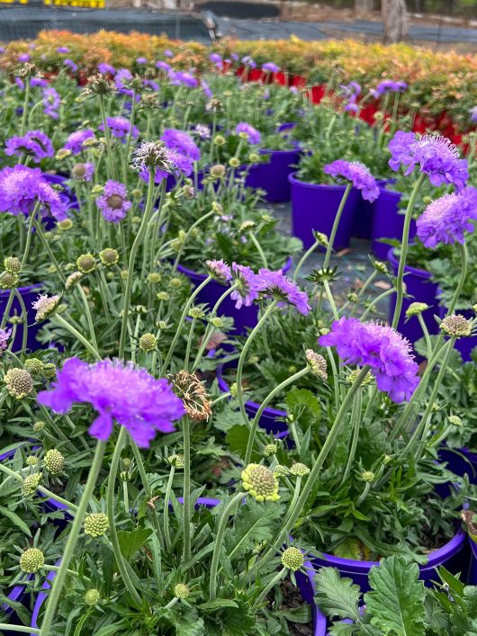 A collection of Scabiosa 'Mariposa Blue' Pincushion 8" Pot in full bloom in several purple pots, arranged in rows and surrounded by other foliage.