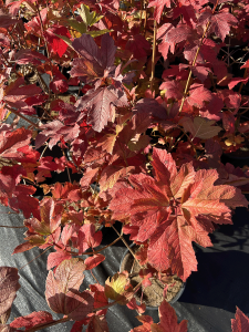 Sunlit reddish-purple leaves of a top indoor plant, casting shadows on a textured surface, displaying a vivid autumnal color palette.
