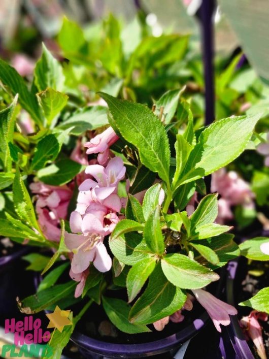 Close-up of a Weigela 'Pink Poppet' plant with vibrant pink blooms and lush green leaves in 6" pots. A "Hello Hello Plants" logo is visible in the corner.