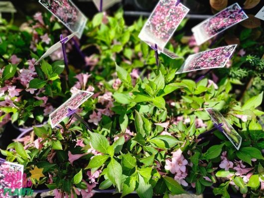 Displayed for sale are Weigela 'Pink Poppet' in 6" pots, featuring vibrant green leaves and pink flowers, each with an informational tag inserted.