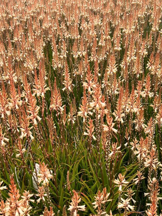 A dense field of tall, slender plants with clusters of small, white and orange flowers atop green stalks creates a scene as enchanting as Aloe 'Fairy Pink' PBR 2" Pot (Bulk Buy Tray of 35) blooms in a hidden garden.