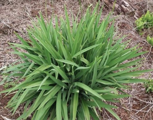 Lush green Dianella 'Mia Mia' Flax Lily 6" Pot, with long narrow leaves in a natural outdoor setting.