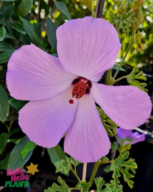 The Alyogyne 'Karana' Native Hibiscus in a 6" pot features captivating purple blooms with five delicate petals and a striking dark red center, beautifully framed by lush green foliage.