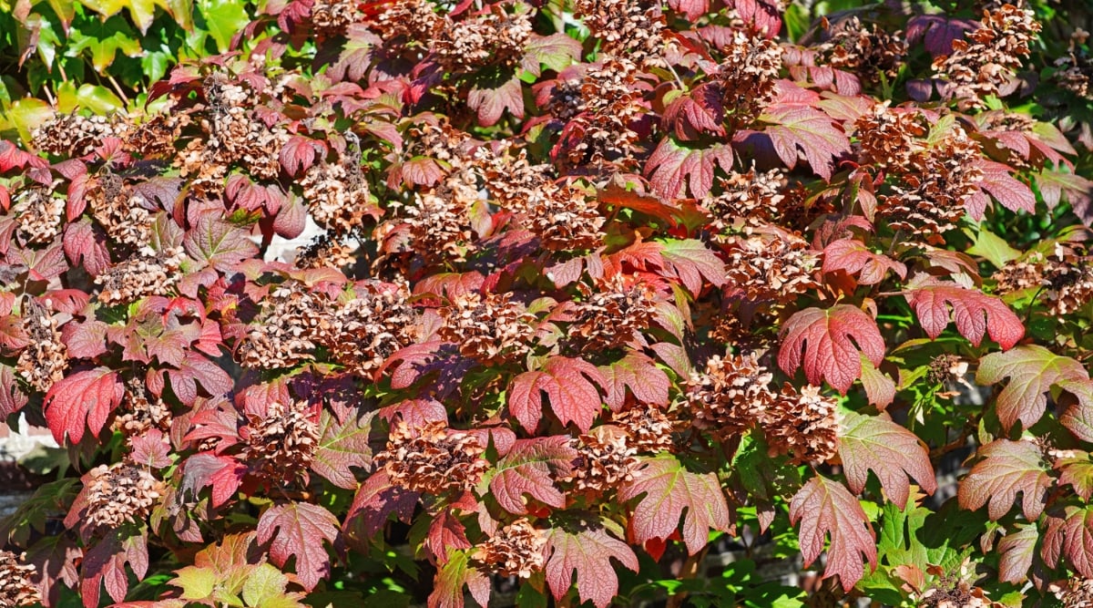 A dense cluster of vibrant, red-veined leaves with clusters of dried, brown flowers, set against a background of green foliage from top indoor plants.