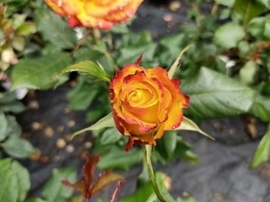 A Rose 'Tequila Sunrise' Bush Form (Eco Grade) in bloom, with yellow and red petals edged in crimson, surrounded by verdant green leaves and foliage. The background is softly out of focus.