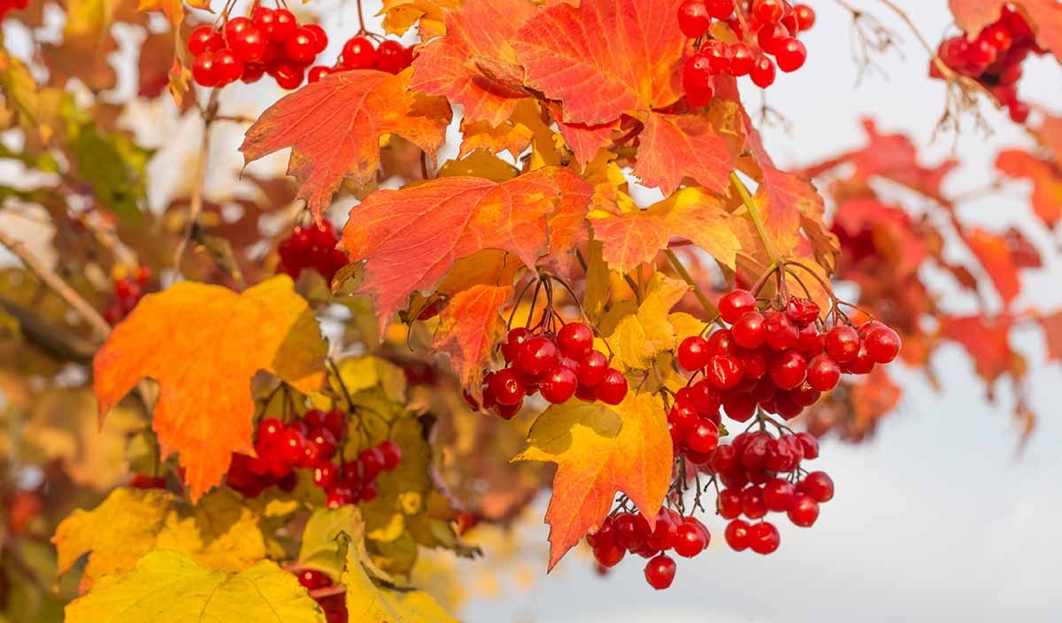 Bright clusters of red berries hanging amid vibrant red and yellow autumn leaves against a soft-focus background, resembling top indoor plants.