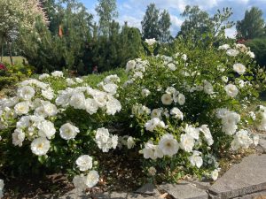 White roses blooming in a landscaped garden under a sunny sky, surrounded by top indoor plants and trees.