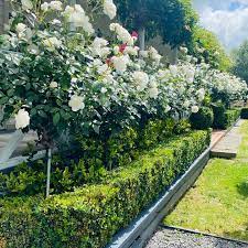 A neatly trimmed hedge lines a pathway next to a row of blooming white hydrangeas, some of the top indoor plants, under a clear sky. English Box and roses