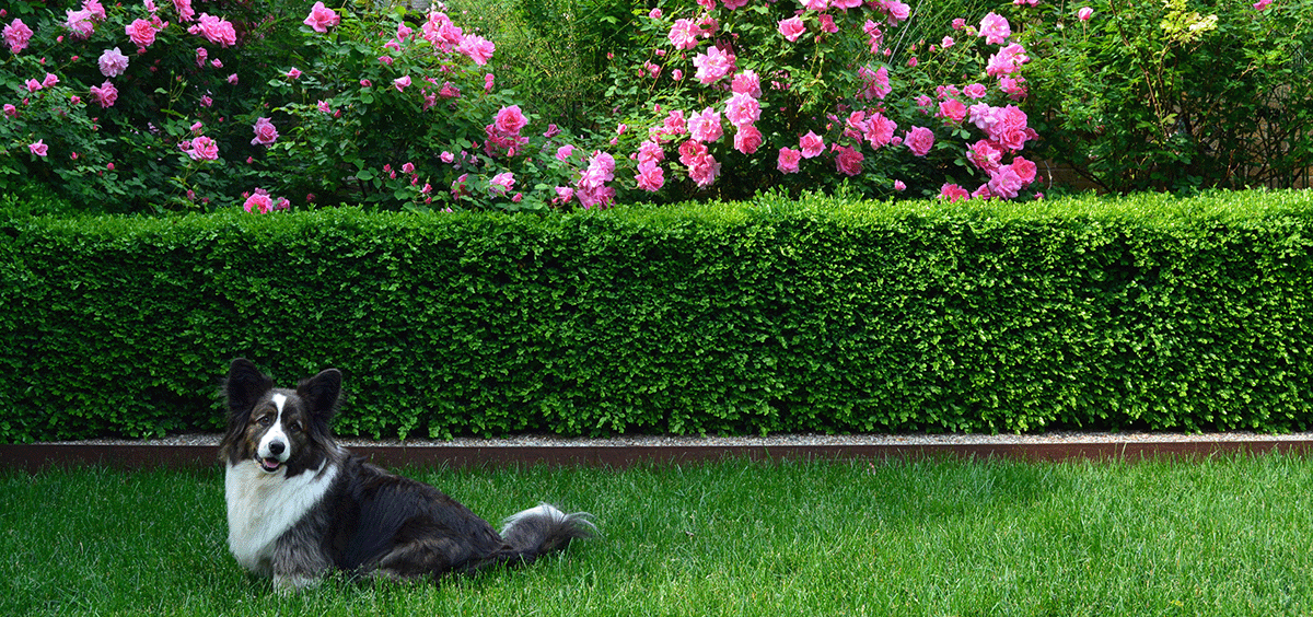 A black and white border collie lying on green grass in front of a neatly trimmed hedge and vibrant pink rose bushes, surrounded by top indoor plants.