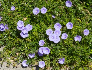 Purple morning glories scattered across a bed of green leaves under bright sunlight. Blue Convolvulus