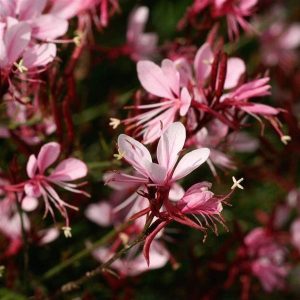 Pink guara flowers in bloom with delicate petals and prominent stamens, set against a blurred green background. Gaura Butterfly Bush